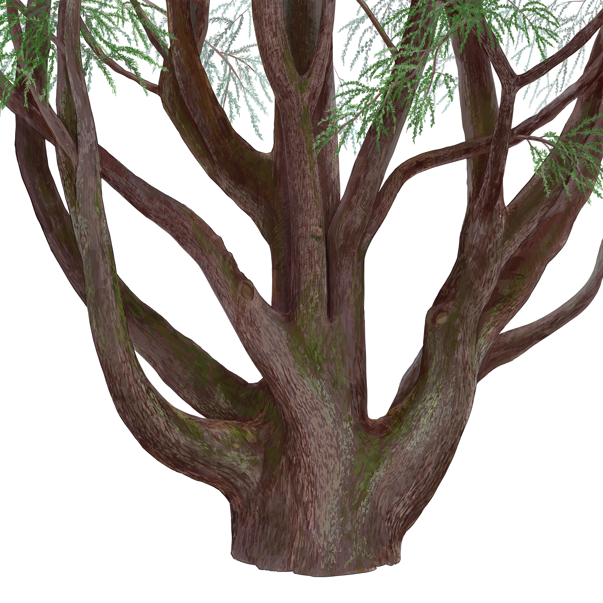 Heritage Trees