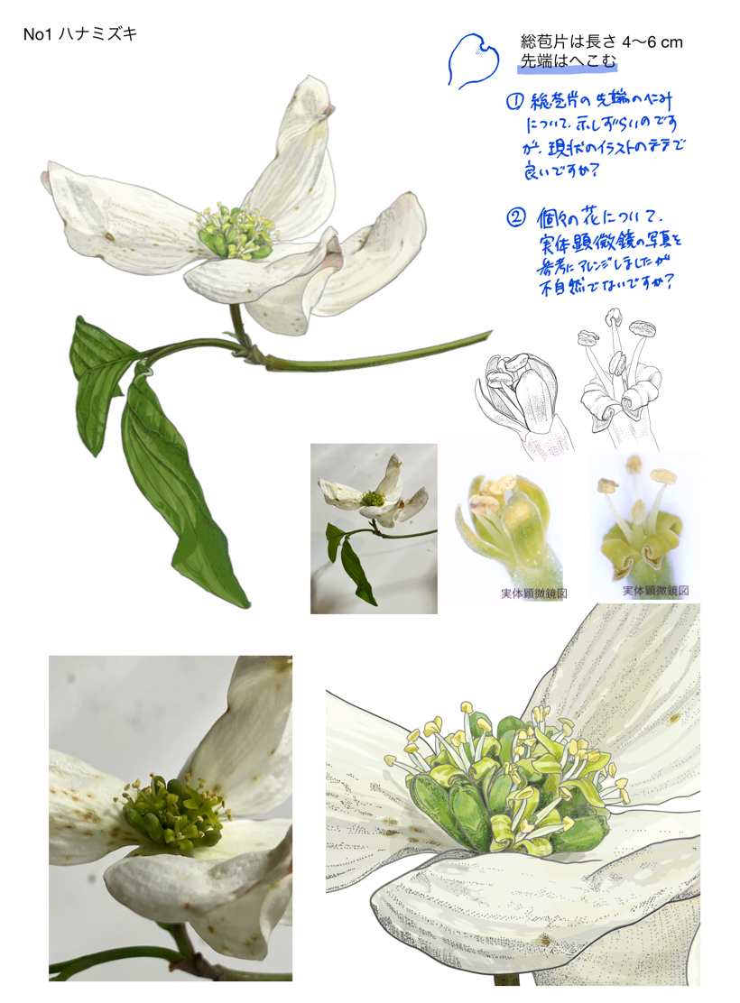 Heritage Trees × TogoTV 制作レビュー記録