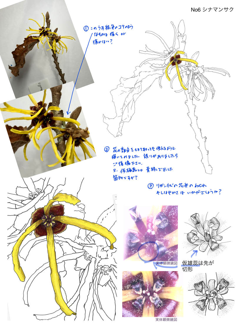 Heritage Trees × TogoTV 制作レビュー記録