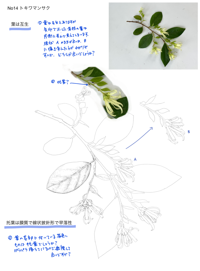 Heritage Trees × TogoTV 制作レビュー記録